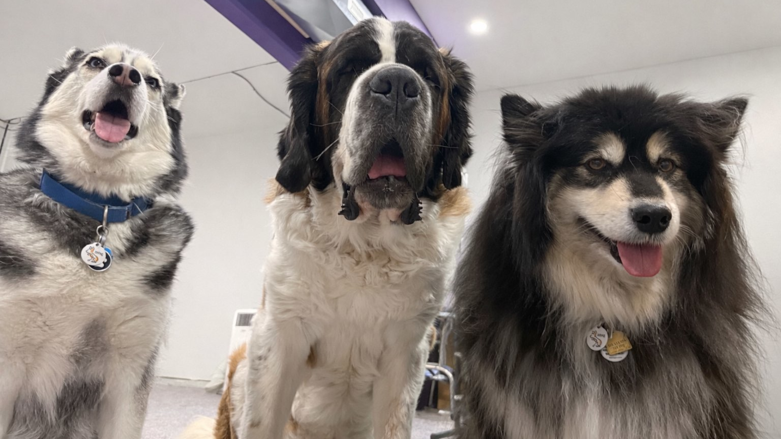 Czar the Siberian Husky, Titan the Saint Bernard, and Molly the Alaskan Malamute
